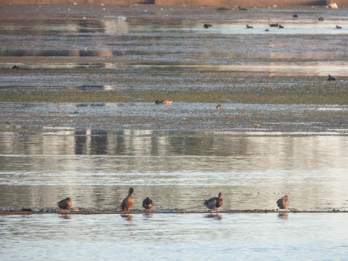 Mallard - ML646308442