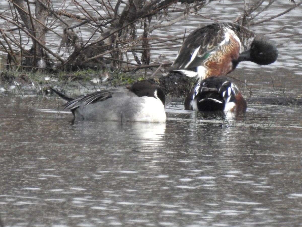 尖尾鴨 - ML646308445