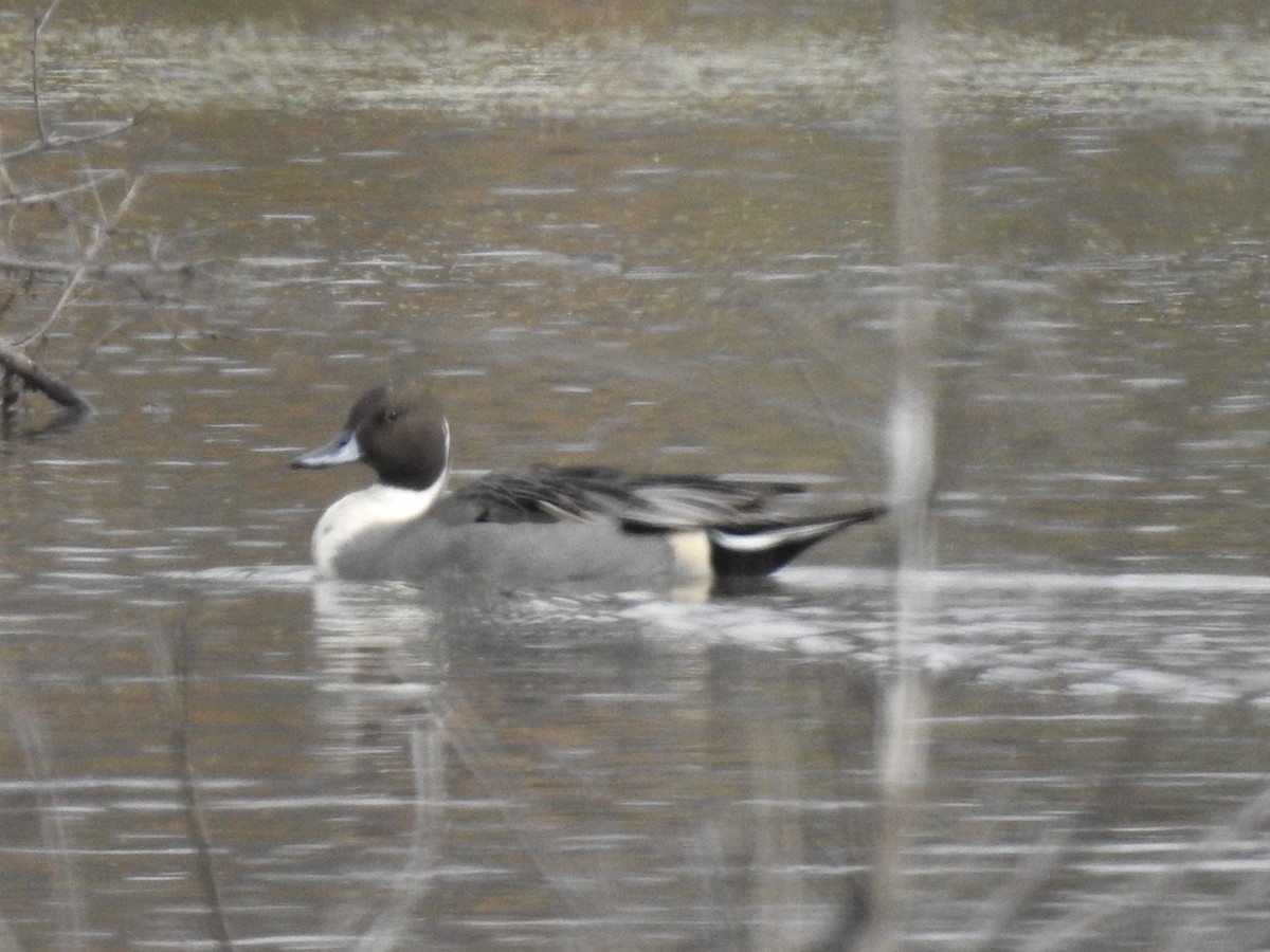 尖尾鴨 - ML646308446