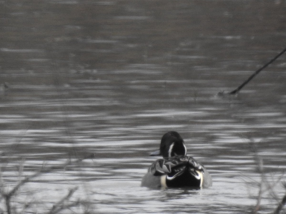 尖尾鴨 - ML646308447