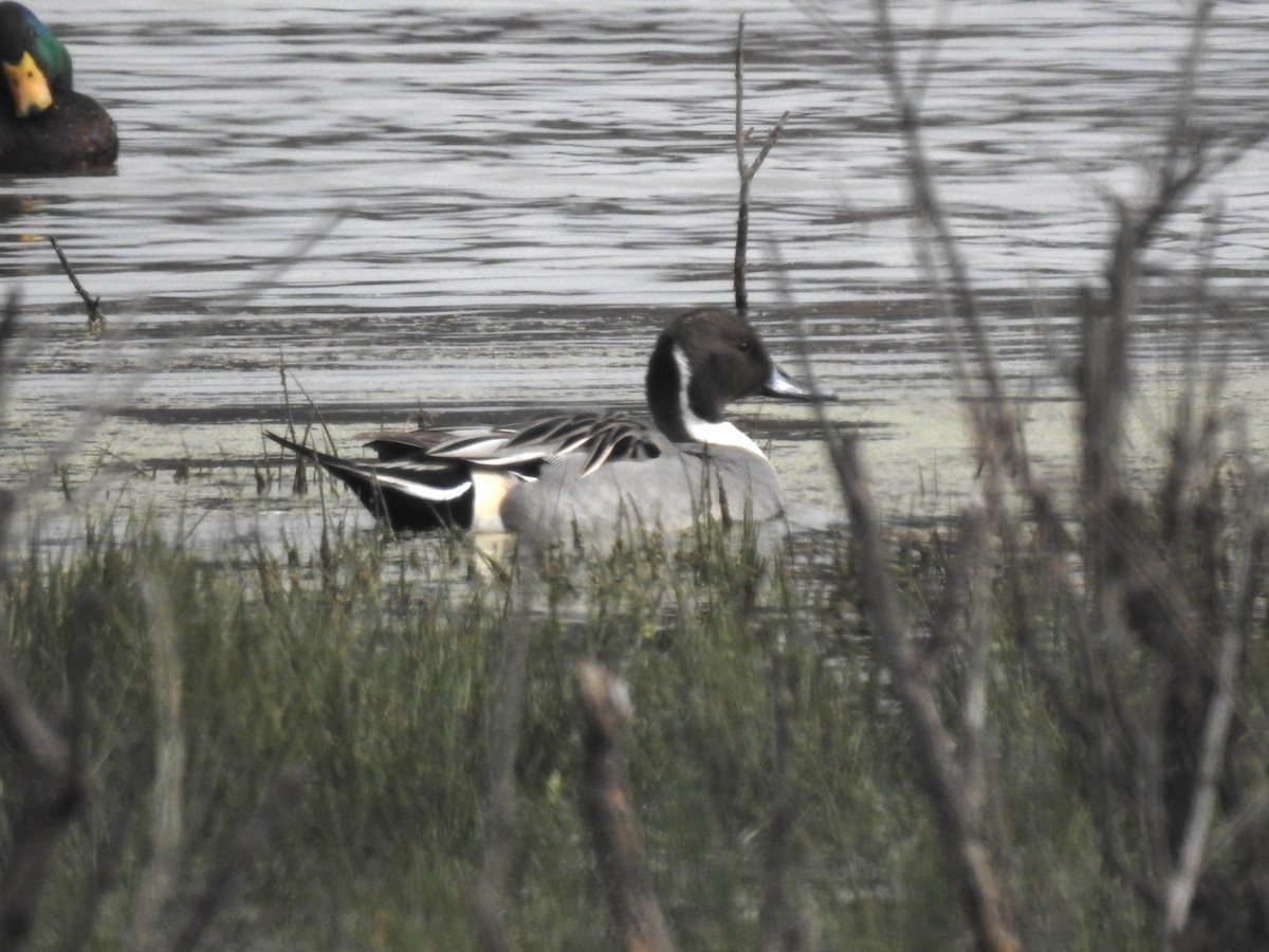 尖尾鴨 - ML646308448