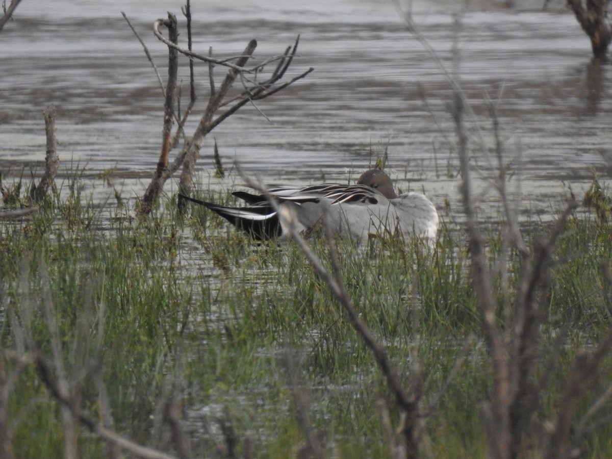 尖尾鴨 - ML646308449