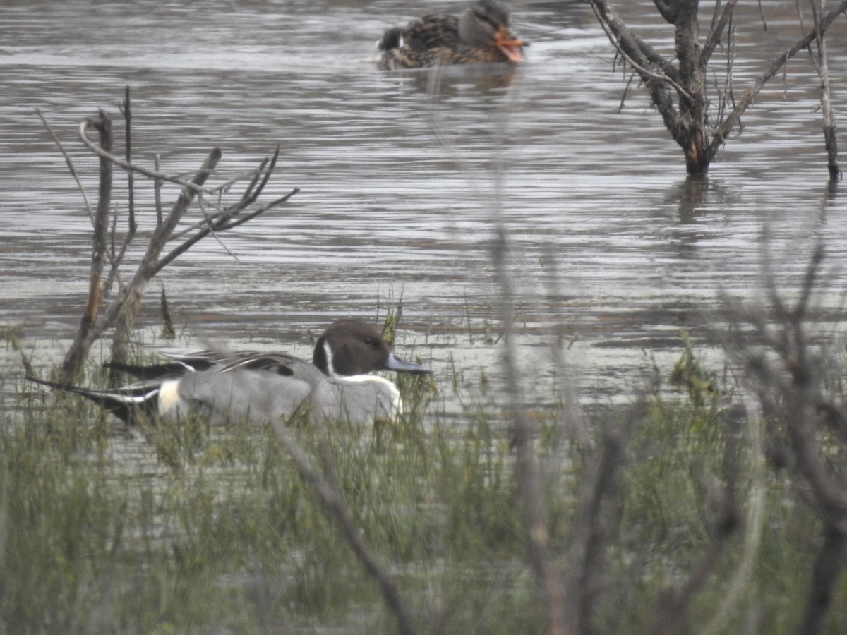 尖尾鴨 - ML646308450