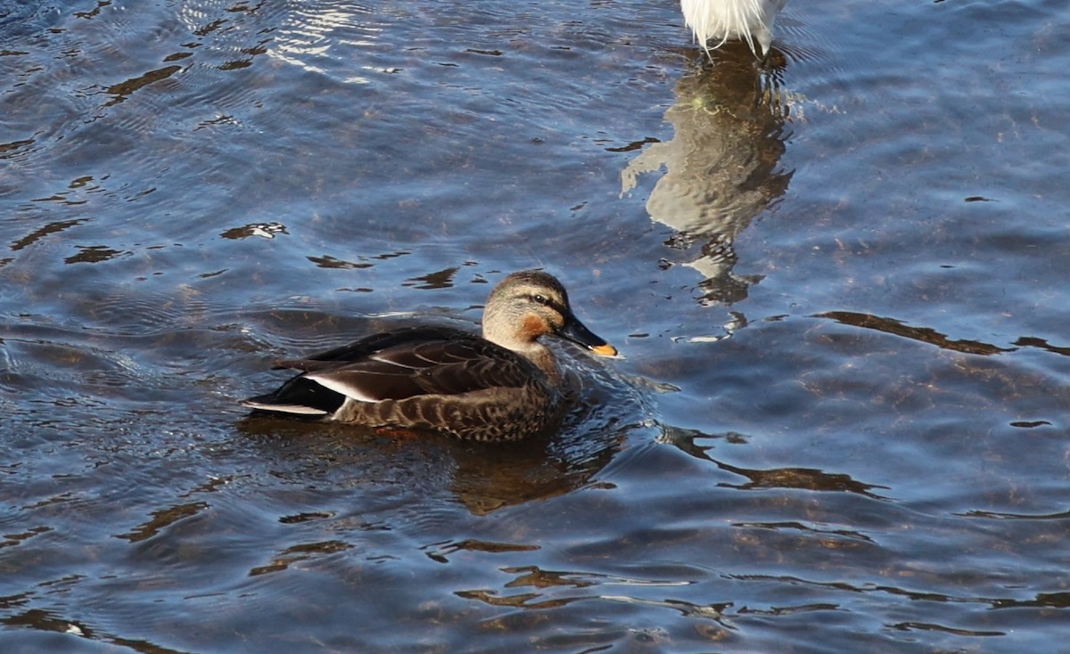 Зэрлэгшир нугас - ML646308451