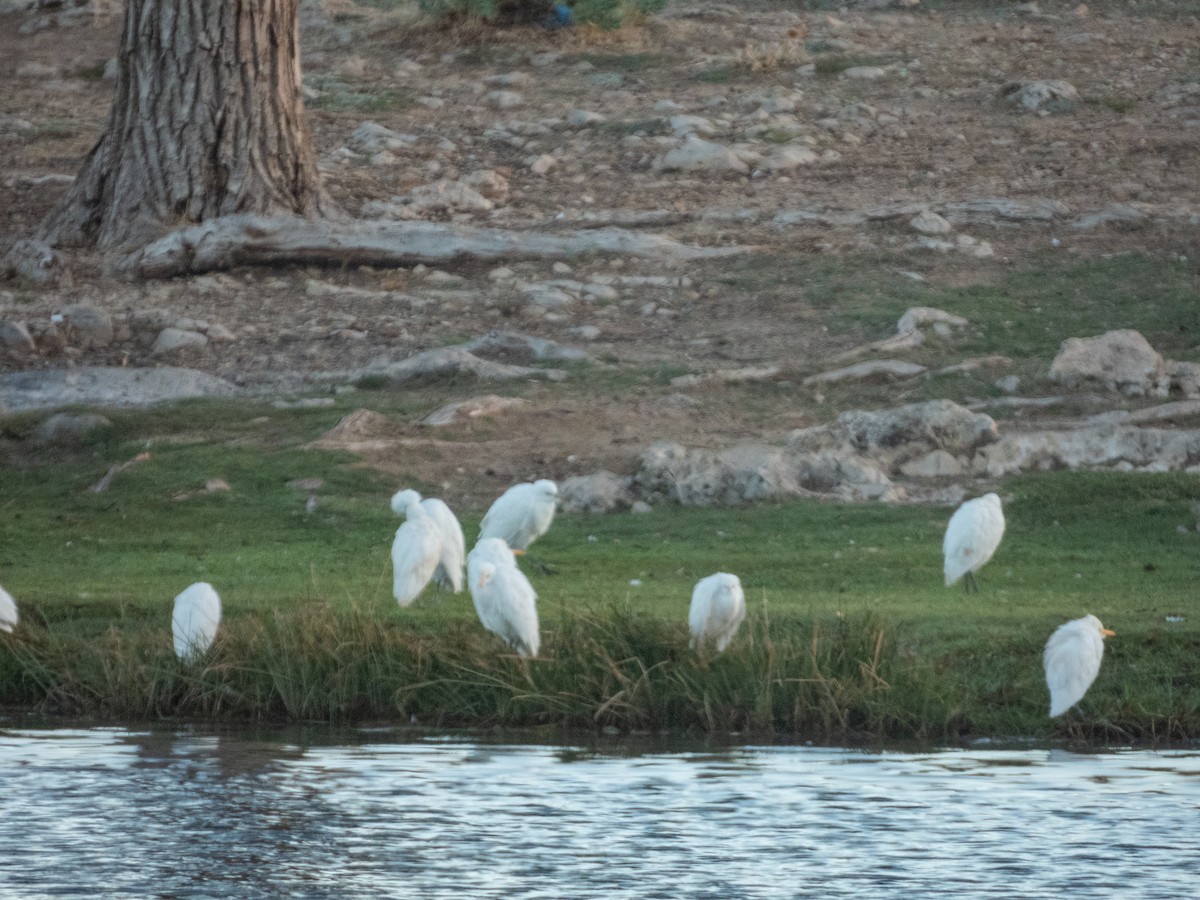 Western Cattle-Egret - ML646308454