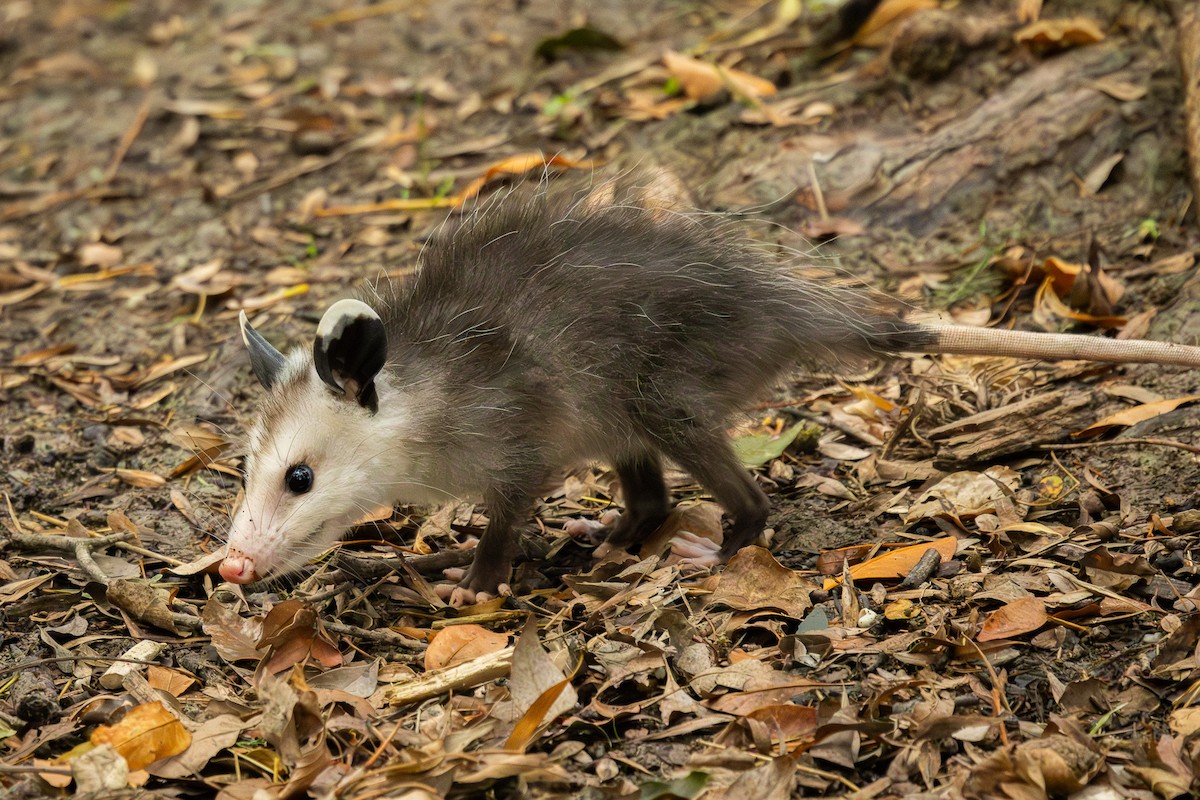 北美負鼠 - ML646308461