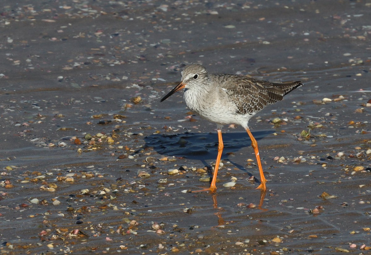 Common Redshank - ML646308463