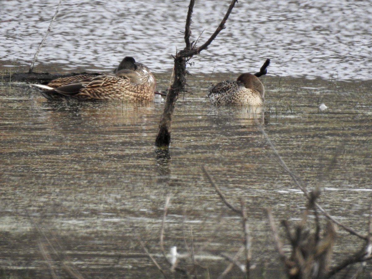 尖尾鴨 - ML646308464