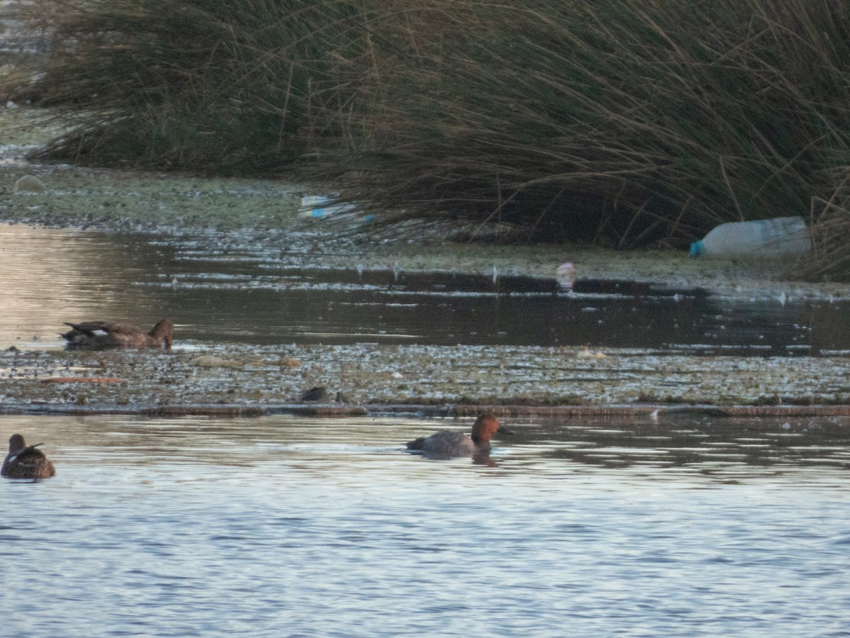 Common Pochard - ML646308466