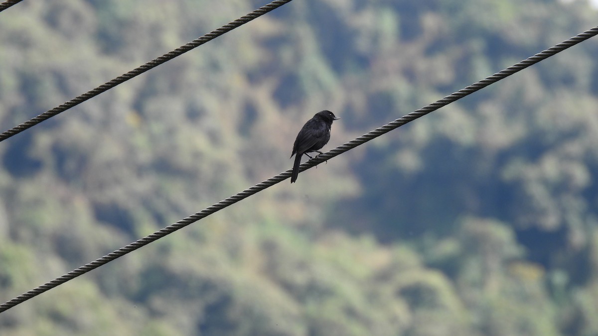 Black Flowerpiercer - ML646308467