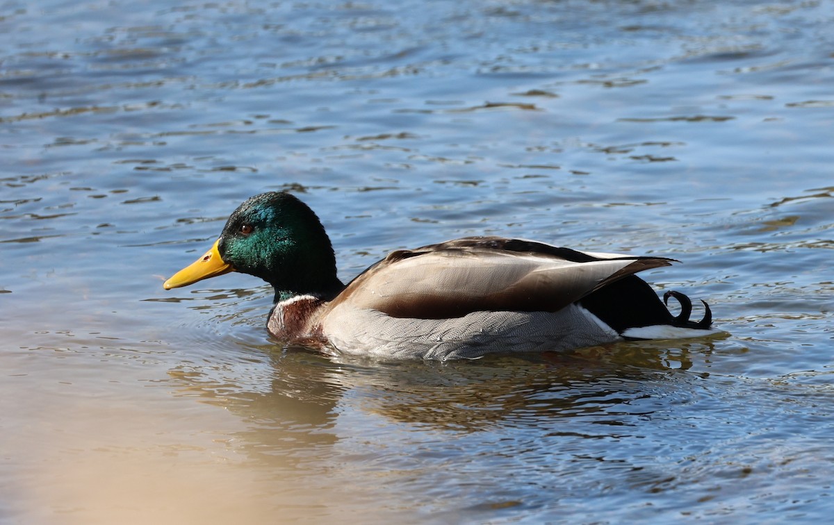 Зэрлэг нугас - ML646308468