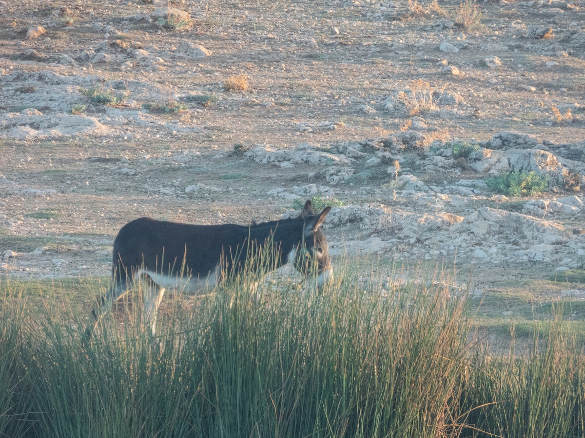 Donkey - ML646308469