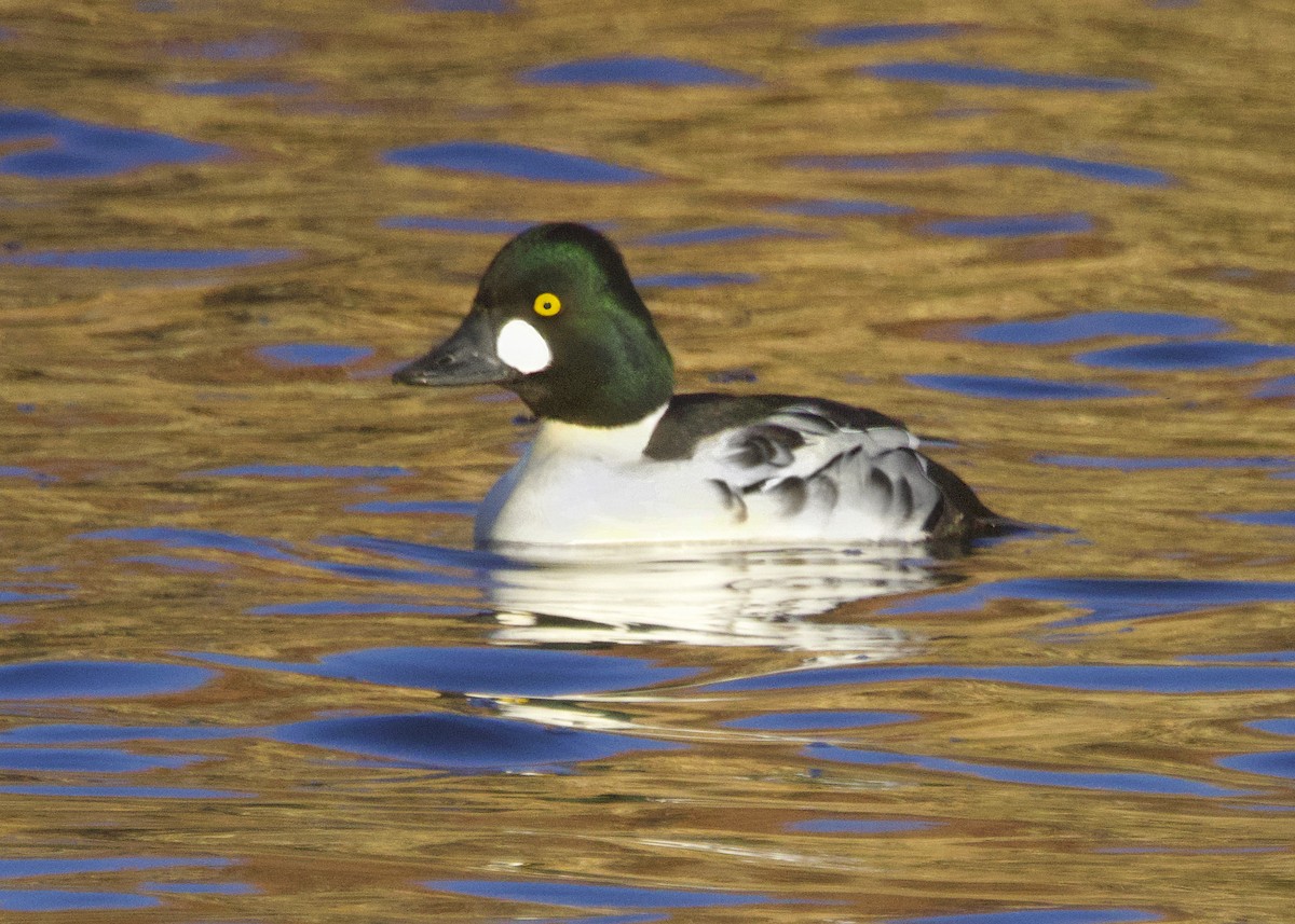 Common Goldeneye - ML646308470
