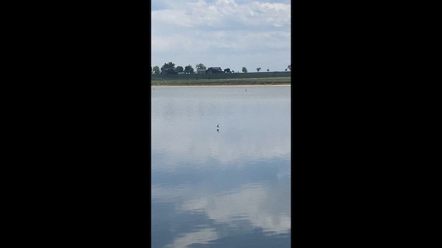 Arctic Tern - ML646308471
