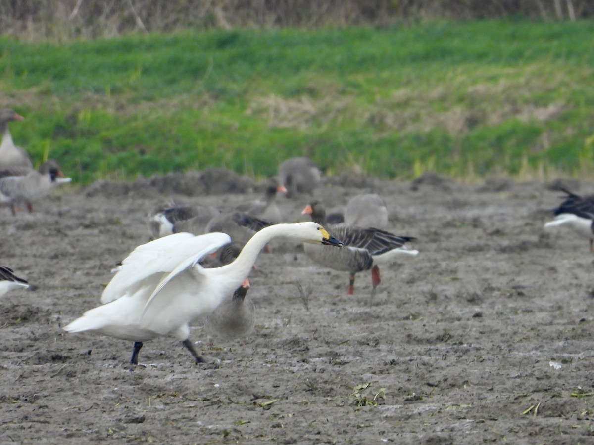 Tundra Swan - ML646308472