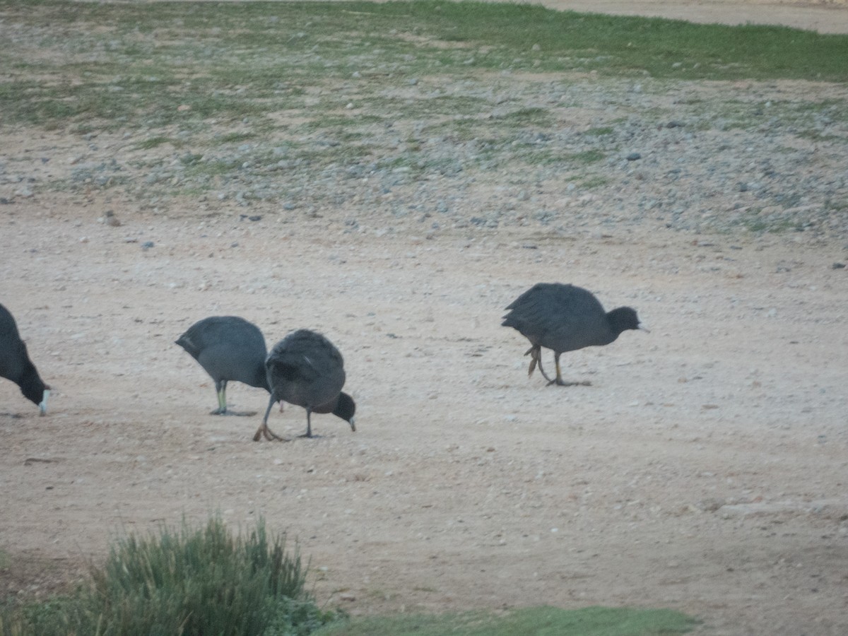 Eurasian Coot - ML646308482