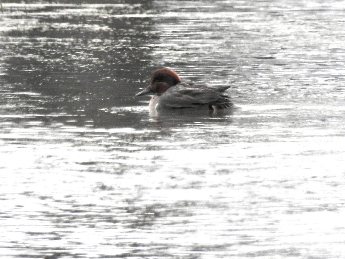 小水鴨 - ML646308483