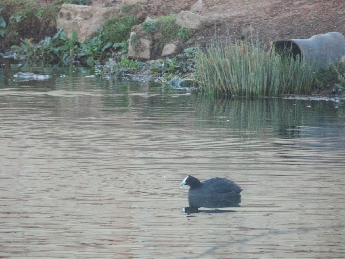Red-knobbed Coot - ML646308485
