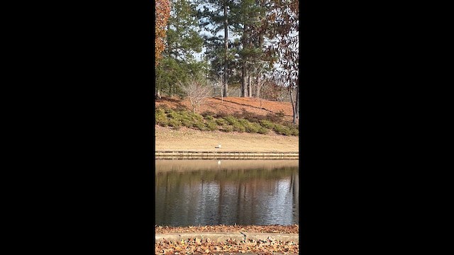 Domestic goose sp. (Domestic type) - ML646308488