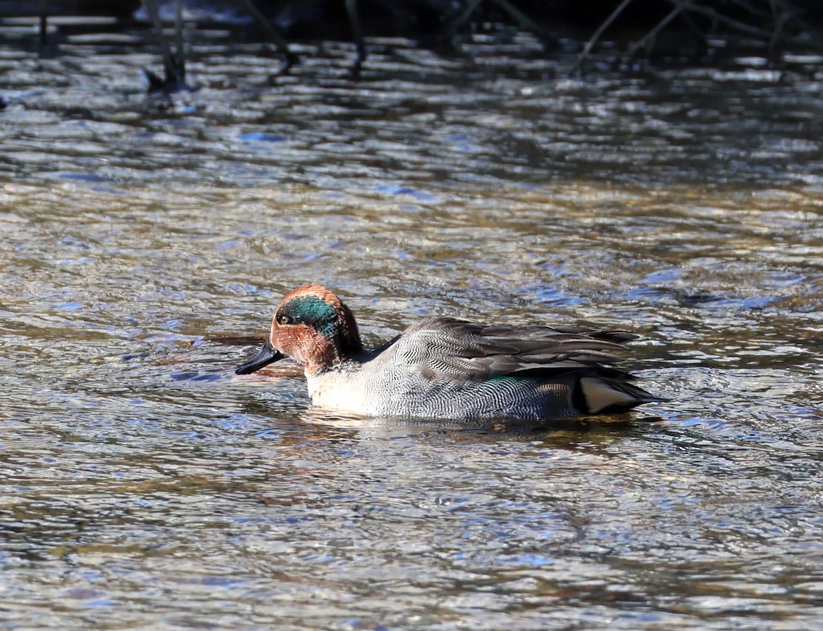 Green-winged Teal (Eurasian) - ML646308492