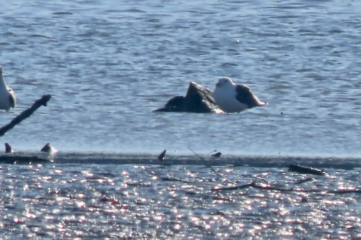 Great Black-backed Gull - ML646308493