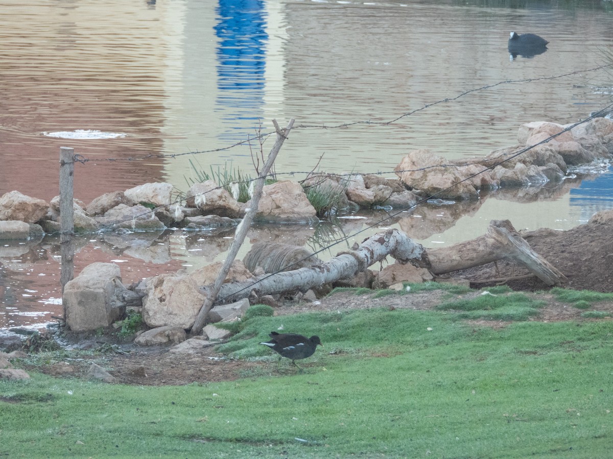 Eurasian Moorhen - ML646308494