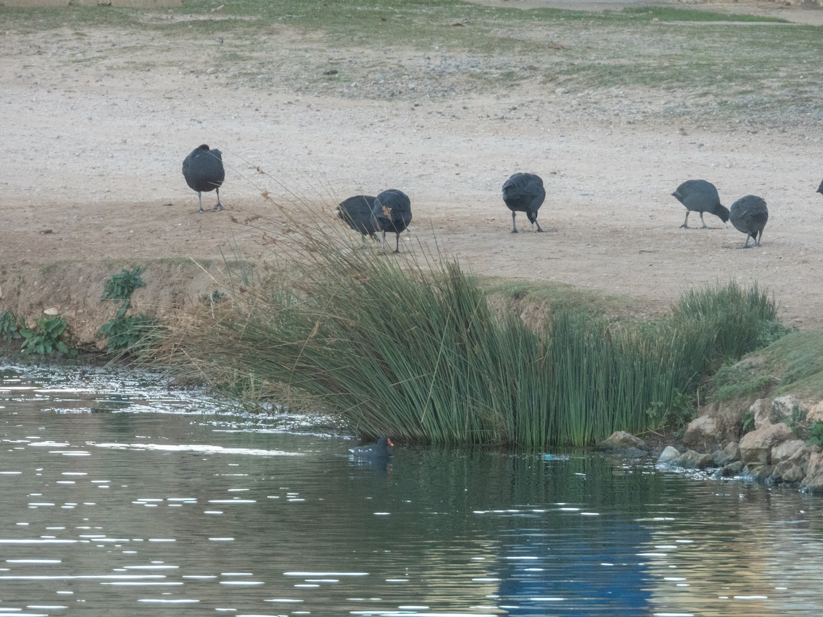 Eurasian Moorhen - ML646308495
