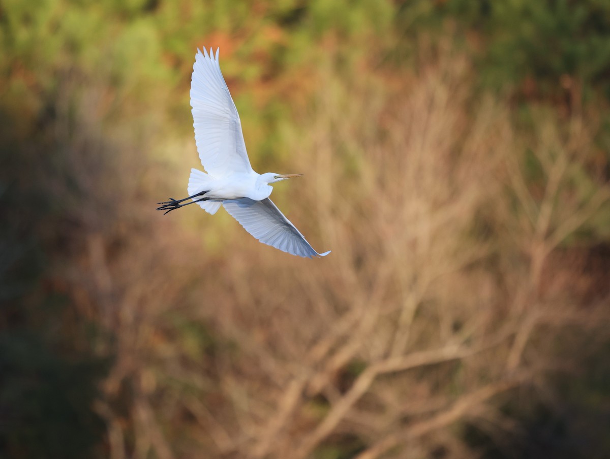 大白鷺 - ML646308500