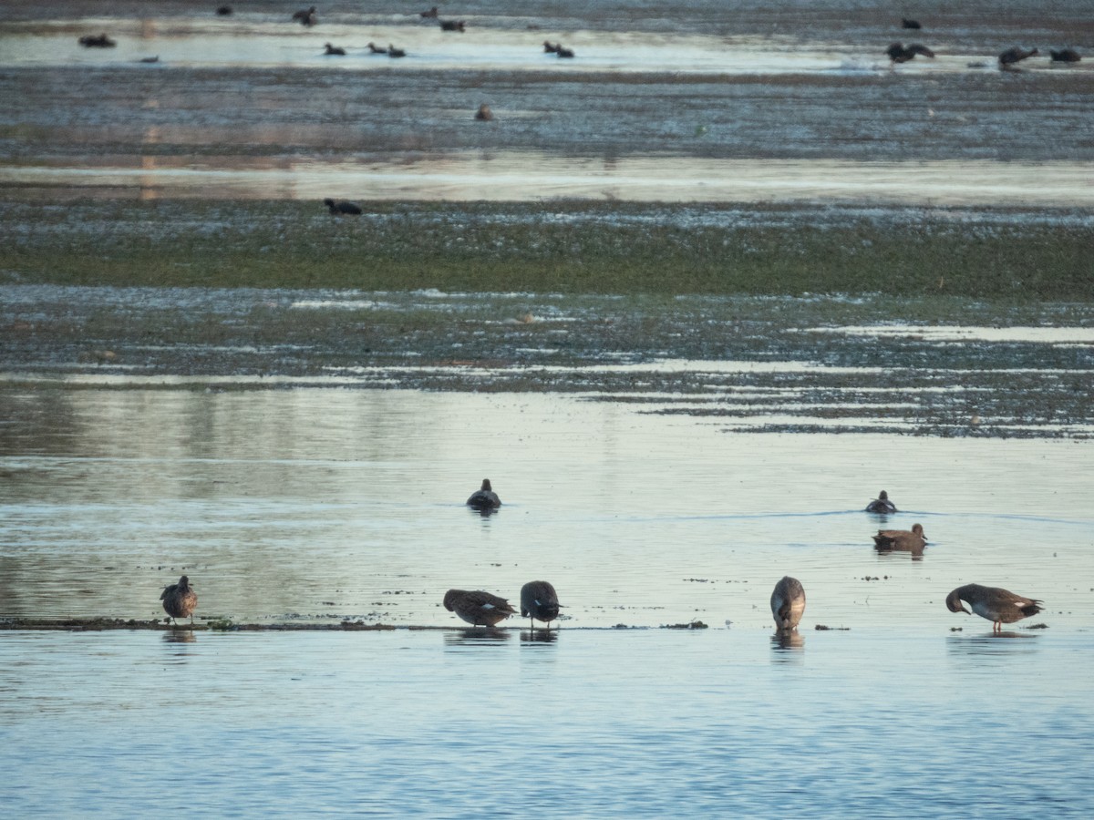 Ipar-ahatea - ML646308501