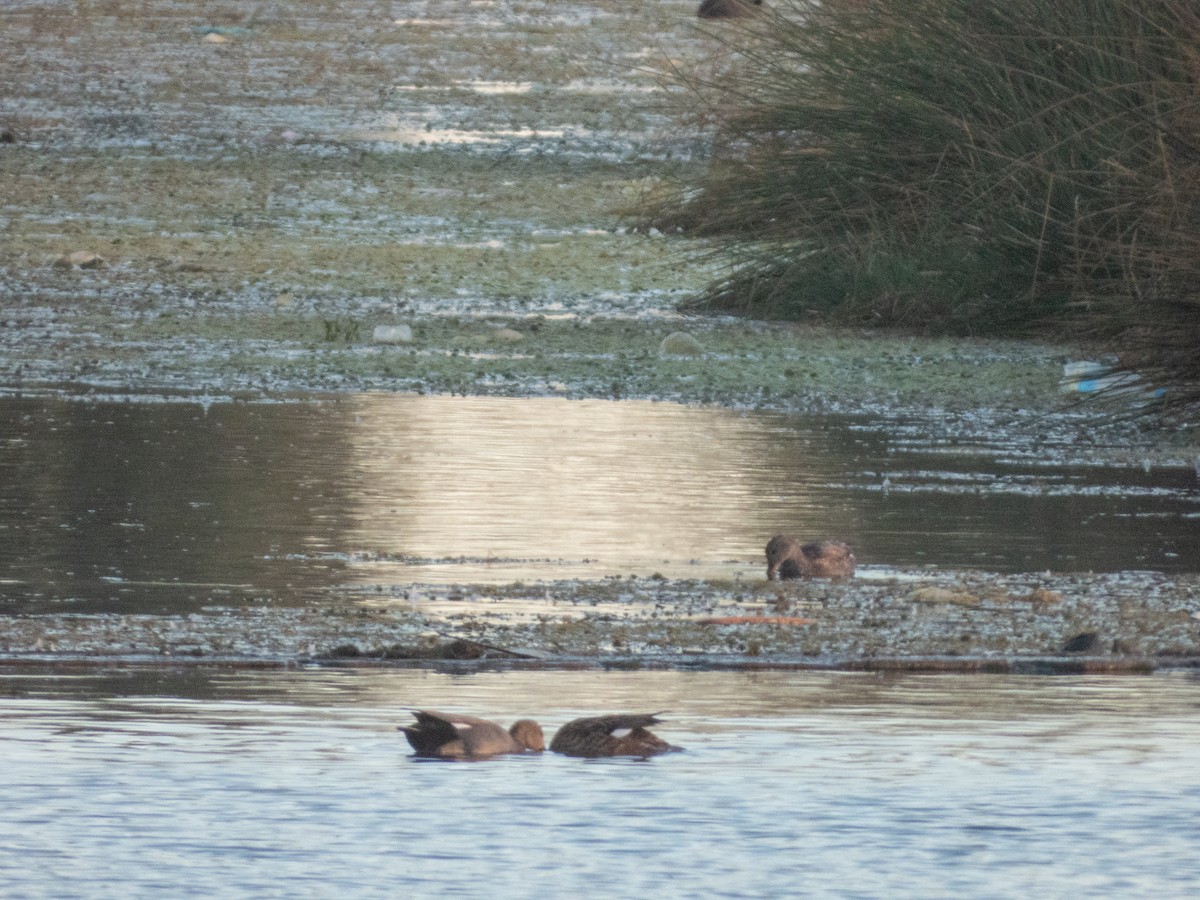 Ipar-ahatea - ML646308502