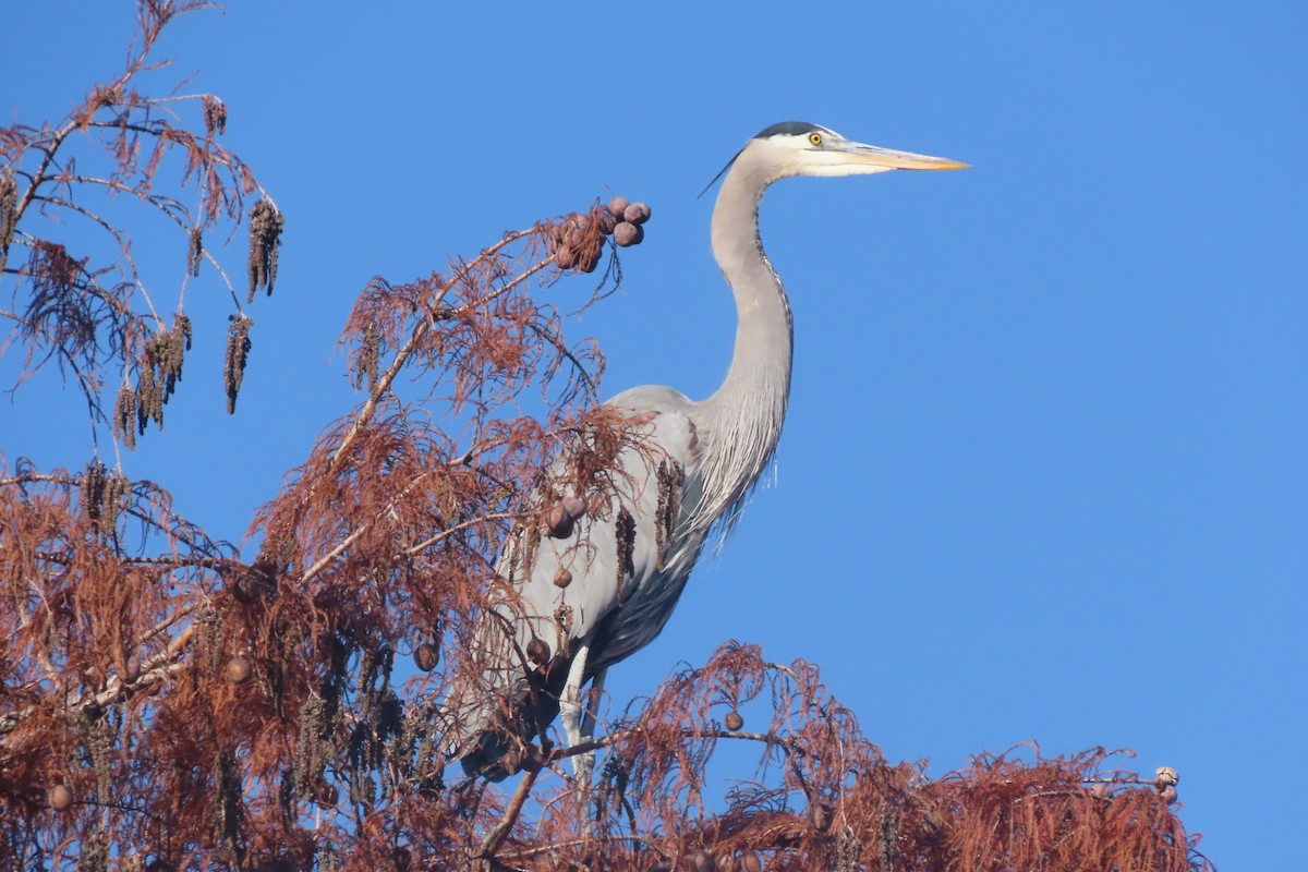 Great Blue Heron (Great Blue) - ML646308505