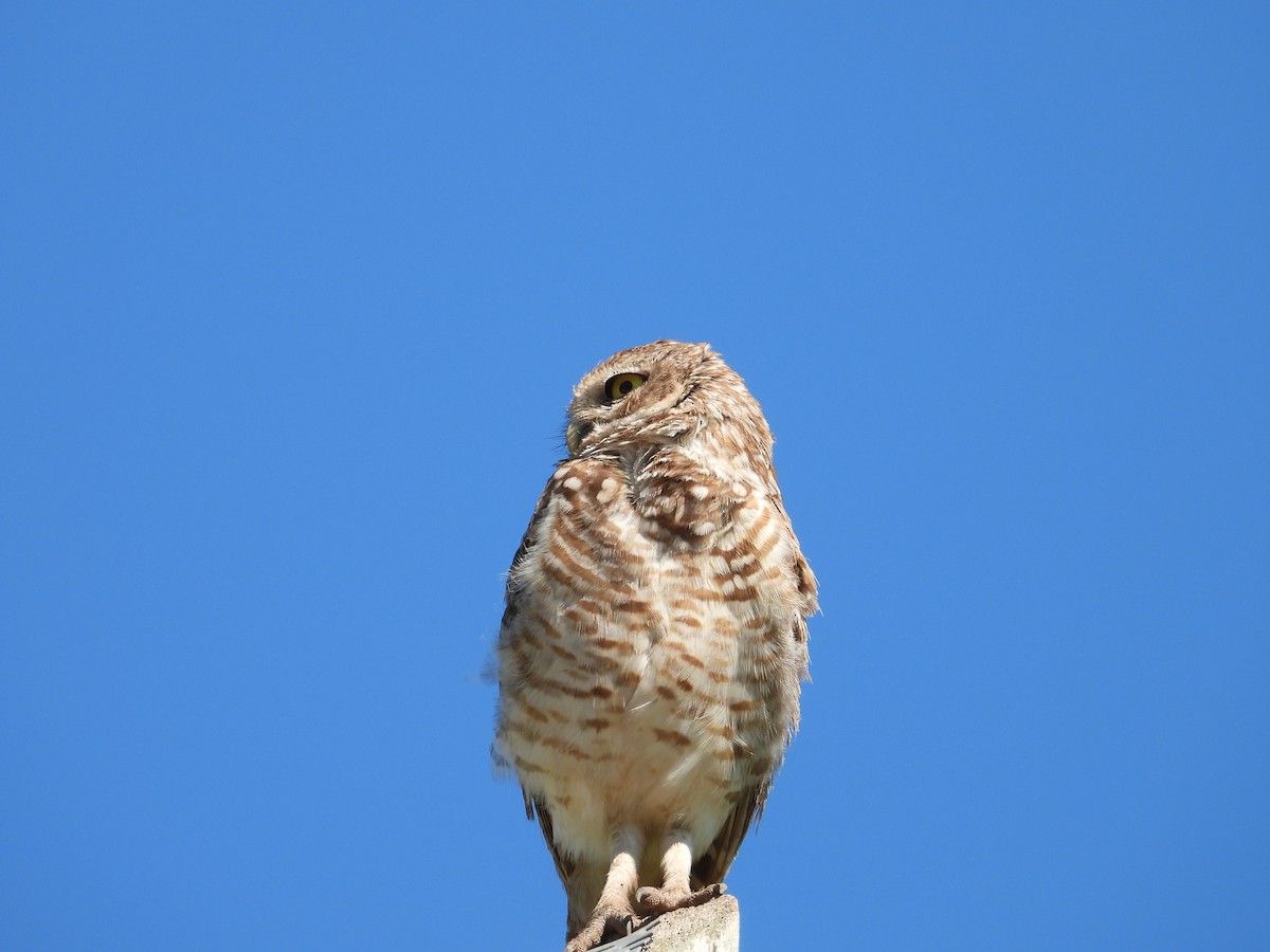 Burrowing Owl - ML646308507