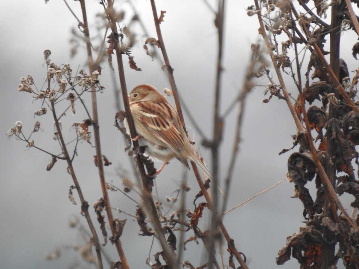 Field Sparrow - ML646308508