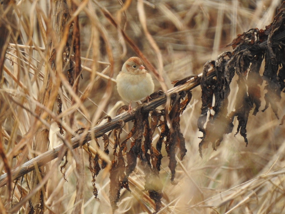 Field Sparrow - ML646308509