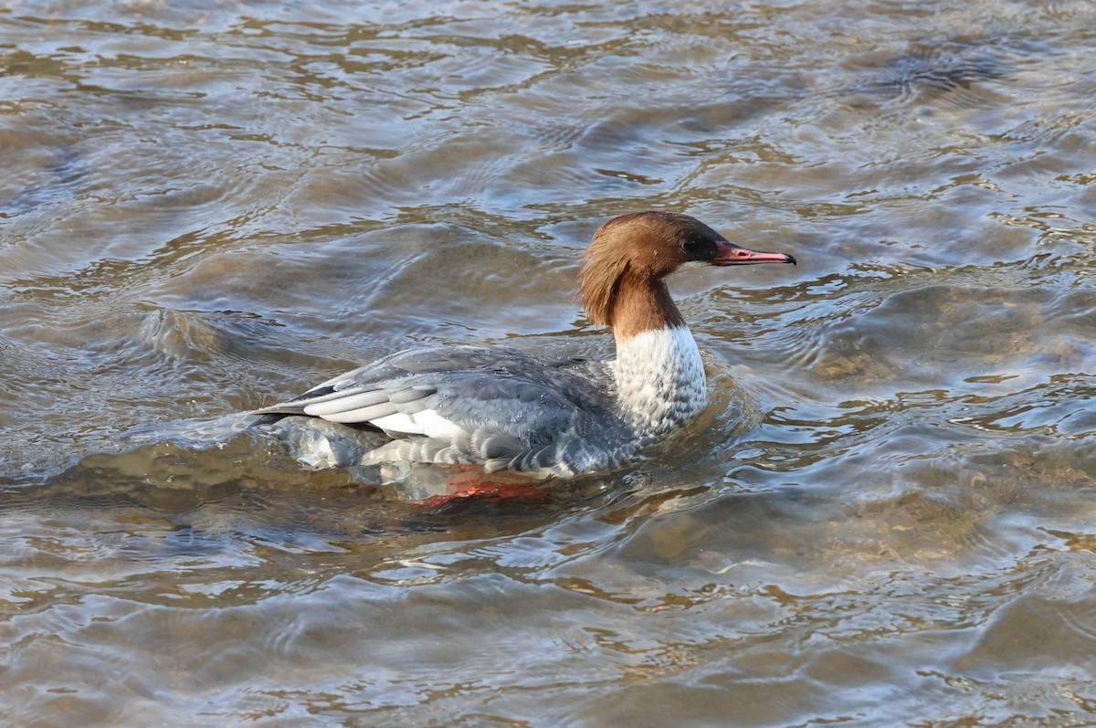 Хумхин бохио - ML646308511