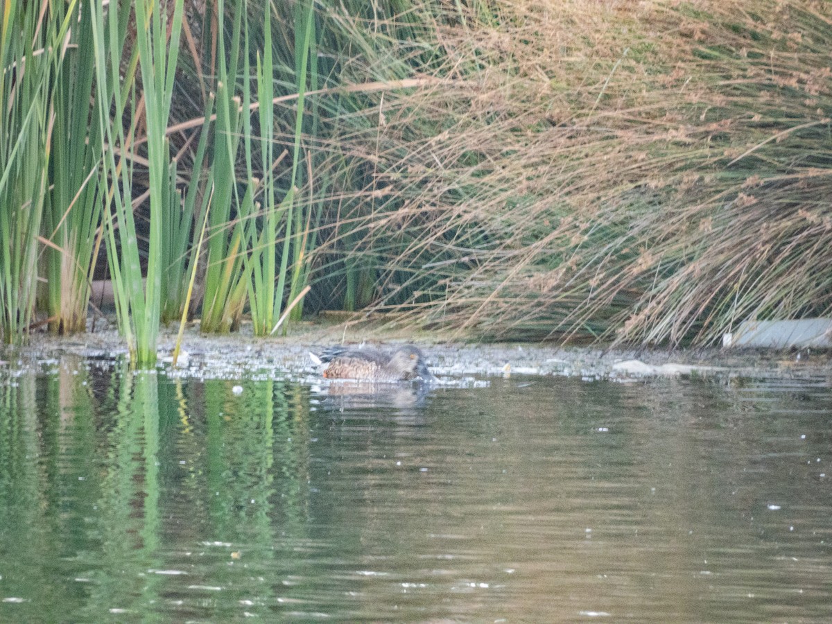 Northern Shoveler - ML646308512