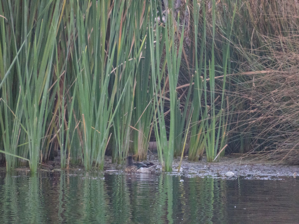 Northern Shoveler - ML646308513