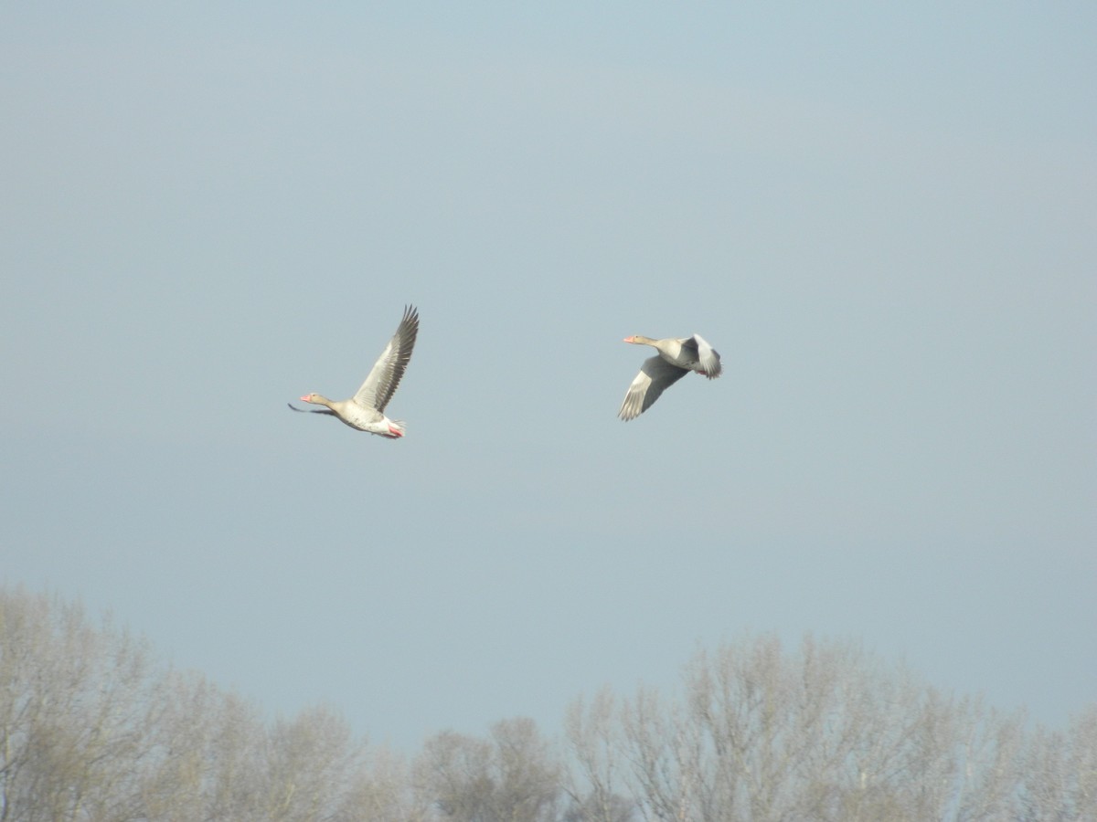 Antzara hankagorrizta - ML646308514