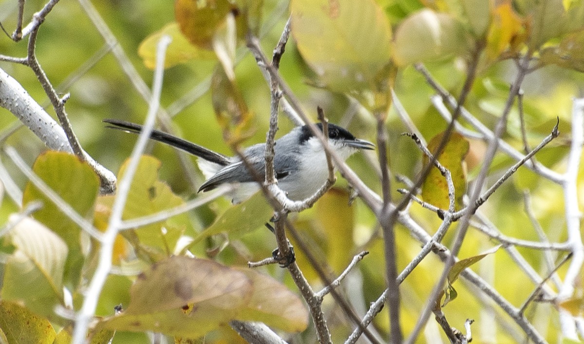 Tropical Gnatcatcher (atricapilla) - ML646308515