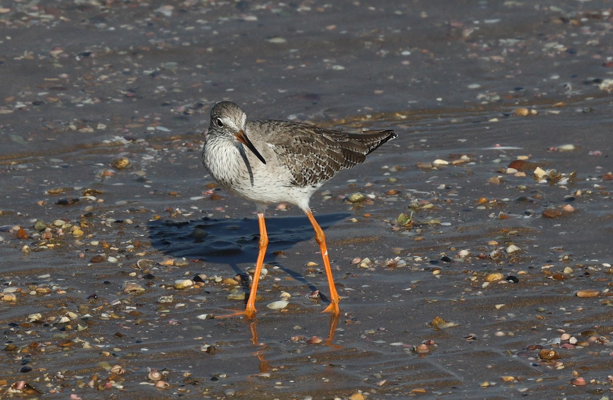 Common Redshank - ML646308520