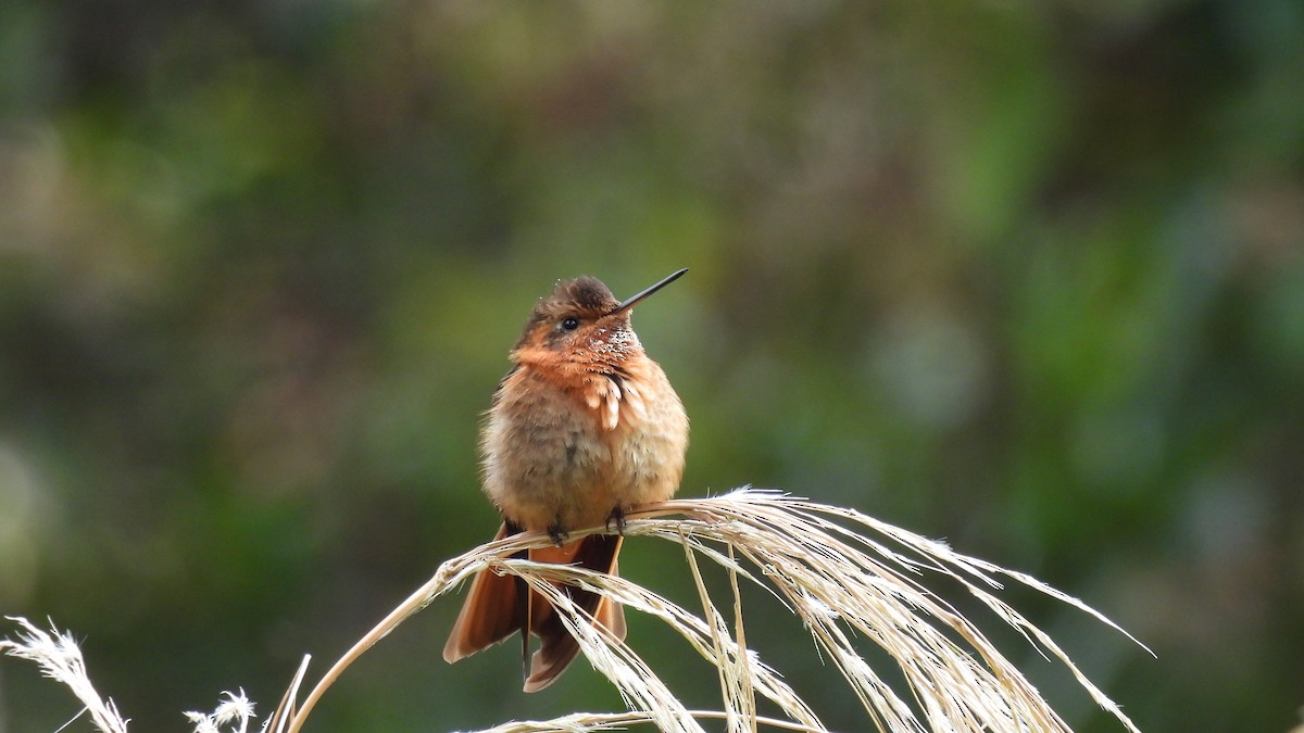 Shining Sunbeam - ML646308521