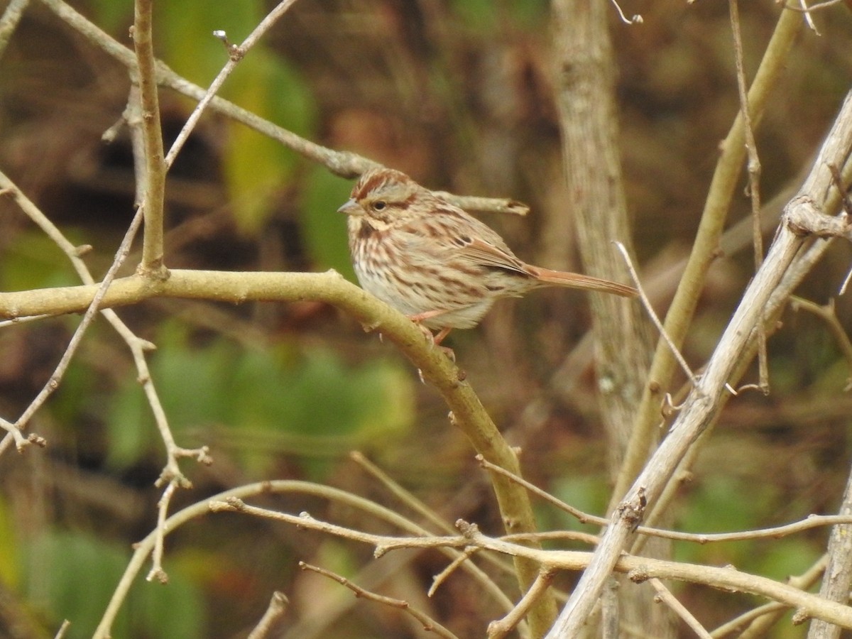 Song Sparrow - ML646308523
