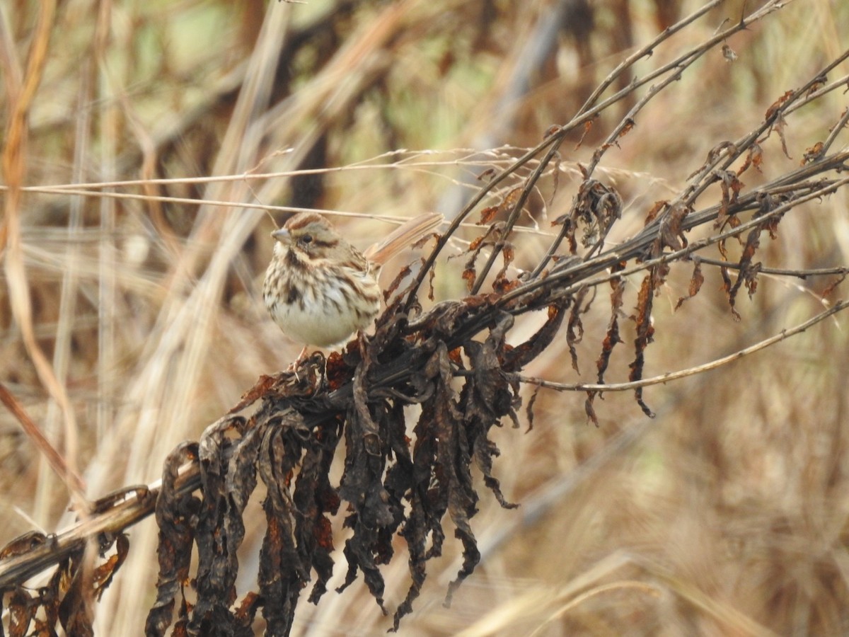 Song Sparrow - ML646308524