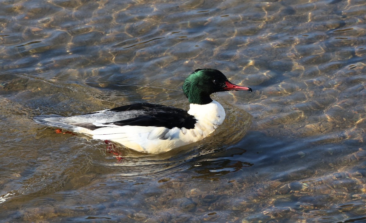 Хумхин бохио - ML646308527