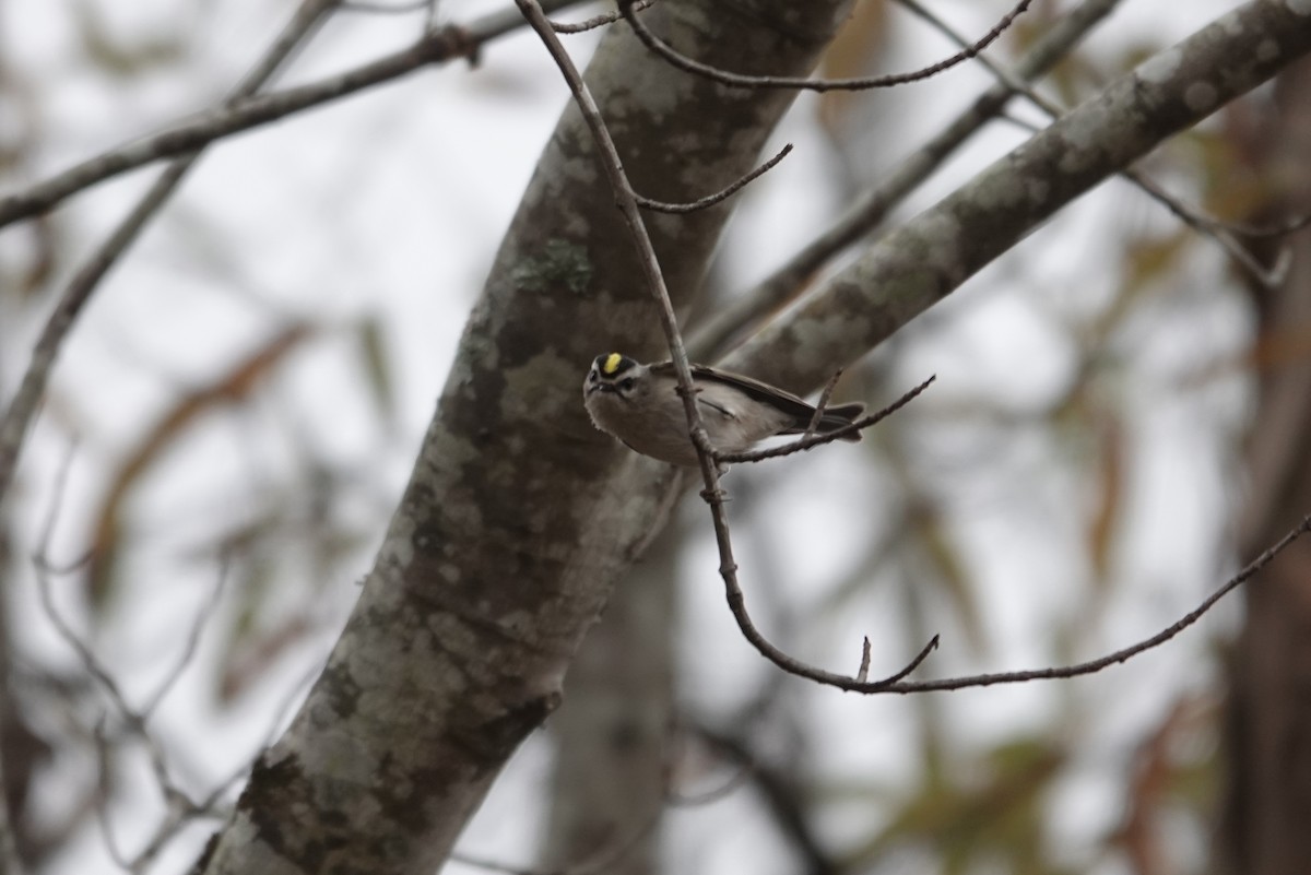 Golden-crowned Kinglet - ML646308535