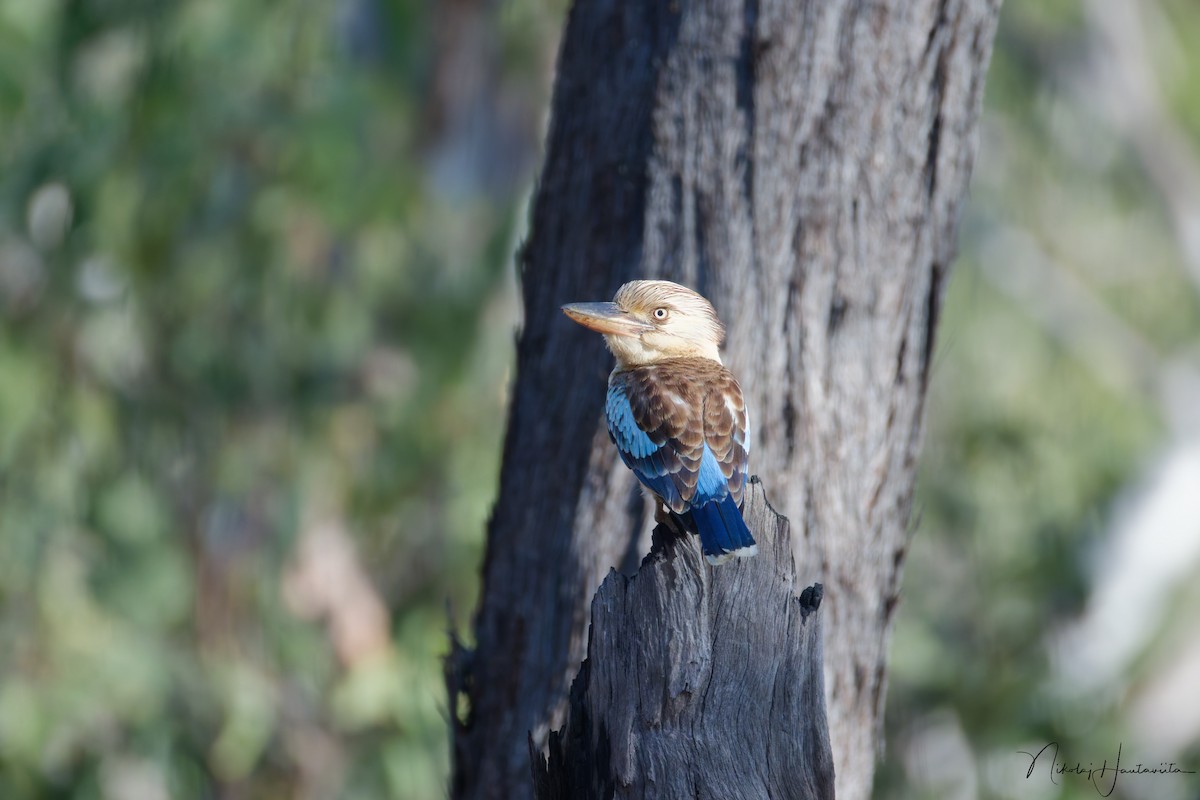 Blue-winged Kookaburra - ML646308537