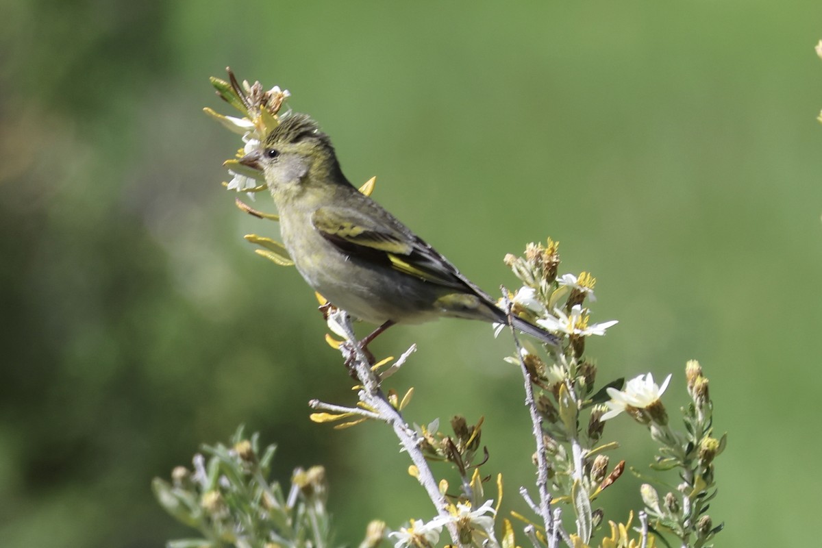 čížek vousatý - ML646308538