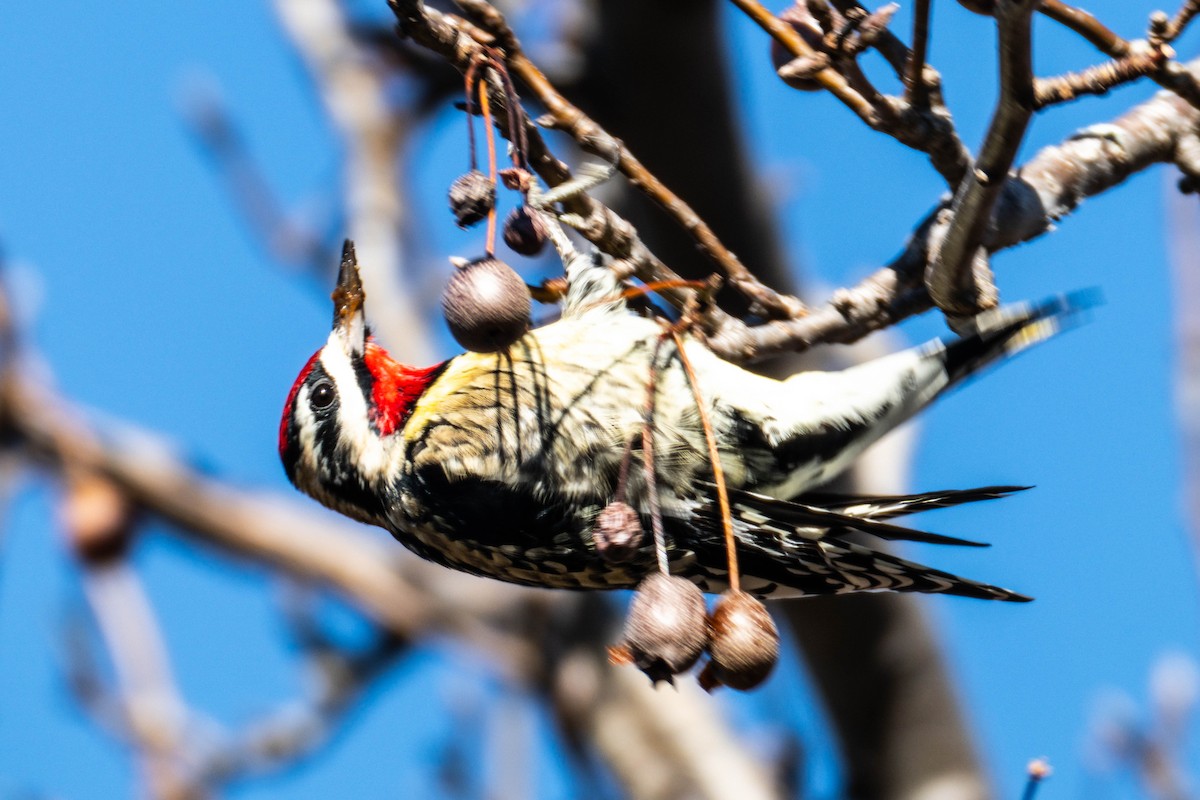 Yellow-bellied Sapsucker - ML646308539