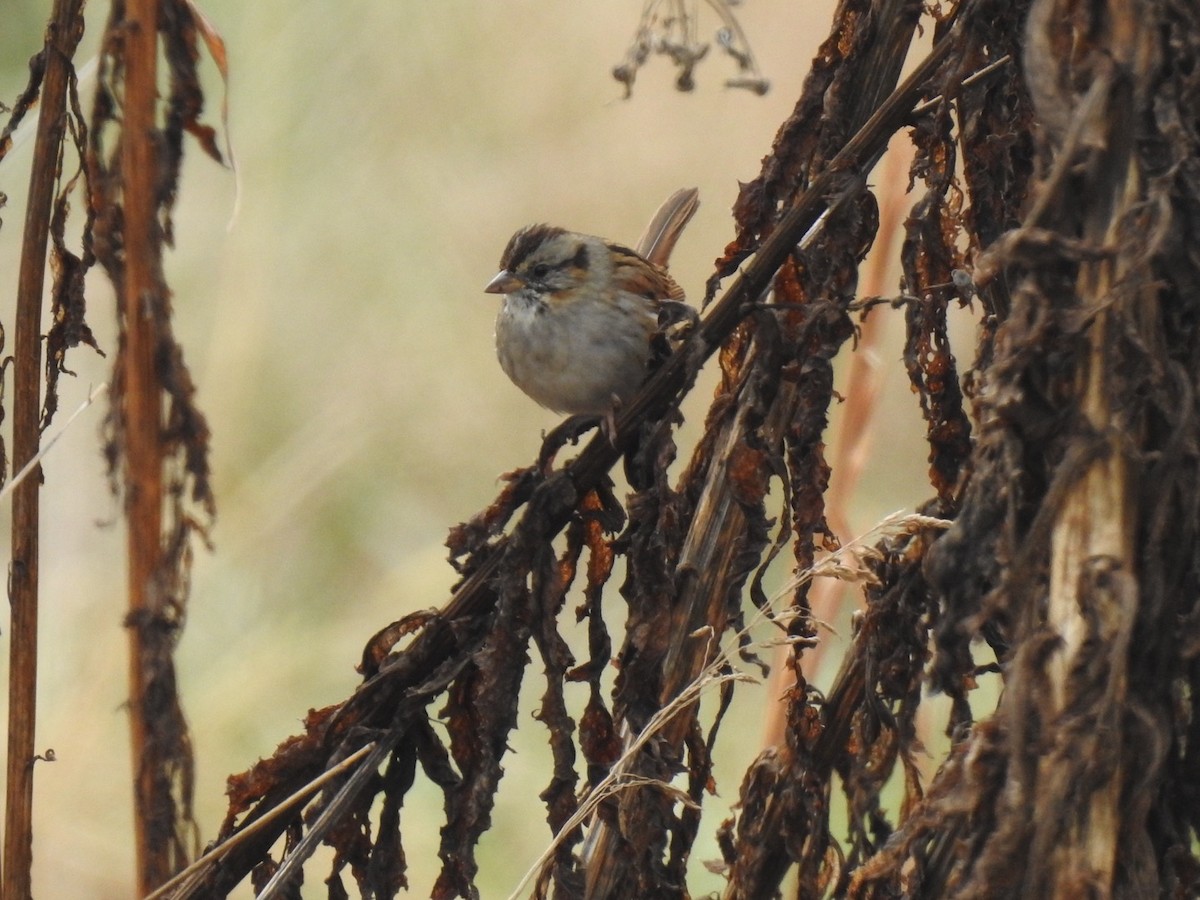 Swamp Sparrow - ML646308540