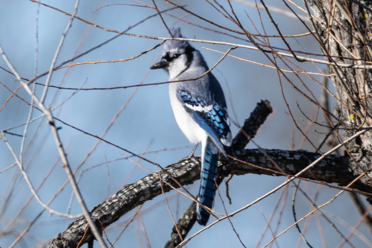 Blue Jay - ML646308549